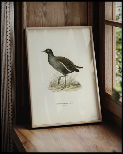 Gallinula Chloropus Poster