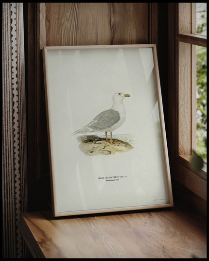 Larus Leucopterus Poster