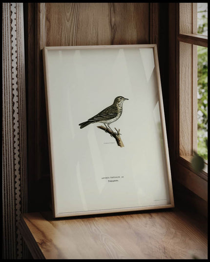 Anthus Trivialis Poster