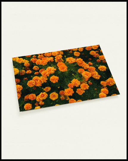 Eine Postkarte von leuchtend orangefarbenen Blumen in voller Blüte.