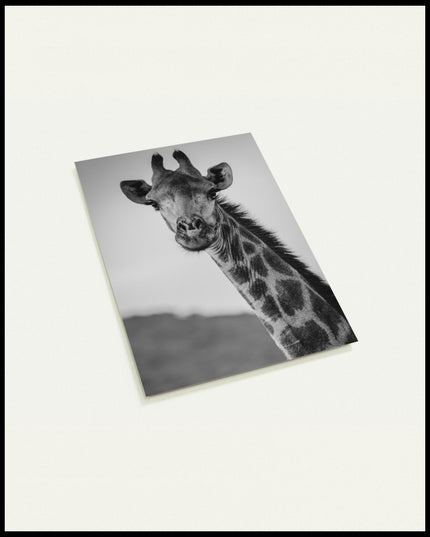 Eine Postkarte vom Kopf einer Giraffe in schwarz-weiß.