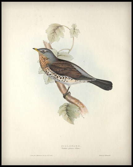 Turdus Pilaris Poster